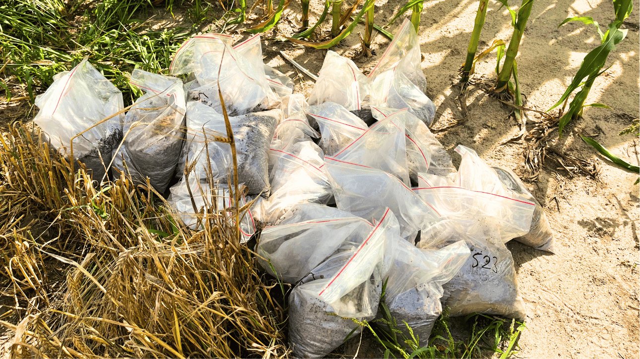 Pobranie prób glebowych po zbiorach